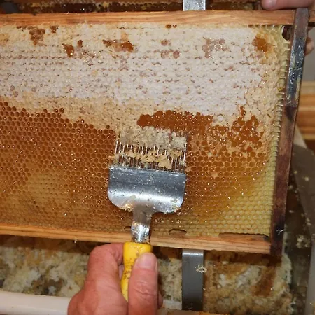 Beim Imker Διαμέρισμα